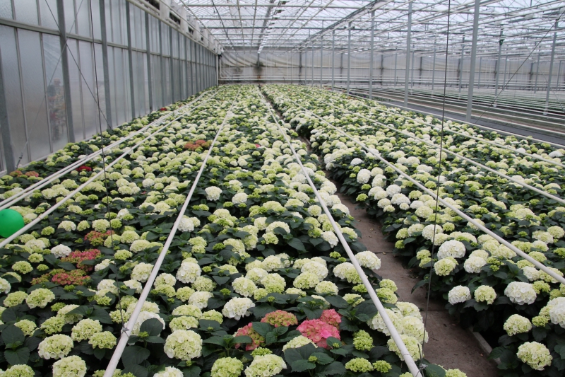 pepiniere-POURRIERES-min_nursery-hydrangea-white-flowers-greenhouse-flower-1609210-pxhere.com