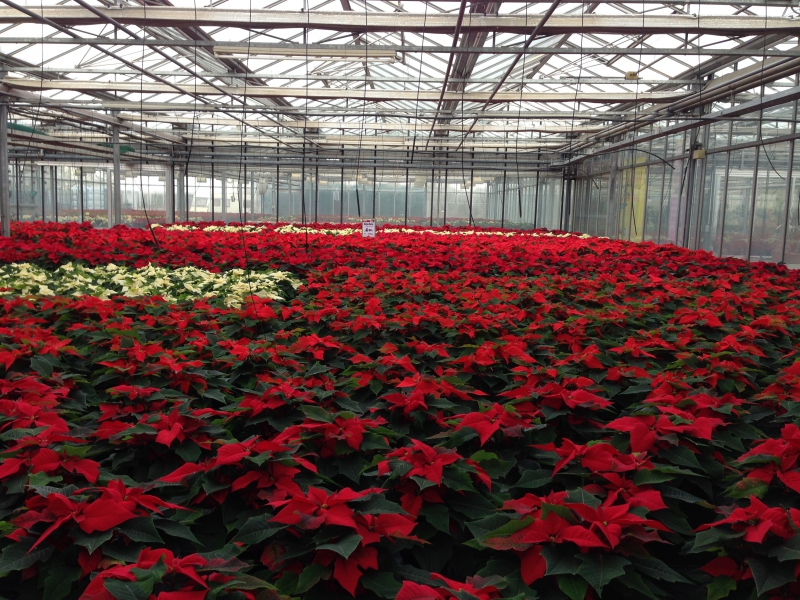 pepiniere-POURRIERES-min_poinsettia-210023